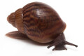 Achatina achatin achatina Ghana typ 2c juvenil